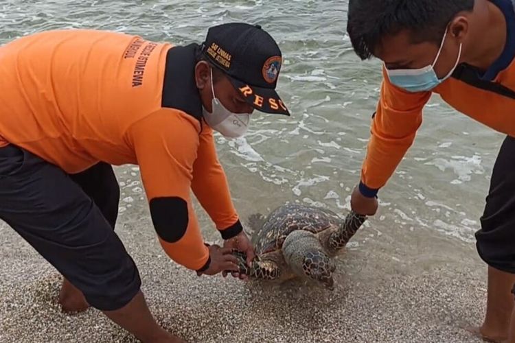 Tim SAR Satlinmas Wilayah II Gunungkidul mengevakuasi Bangkai Penyu di Pantai Sepanjang Minggu (24/10/2021)