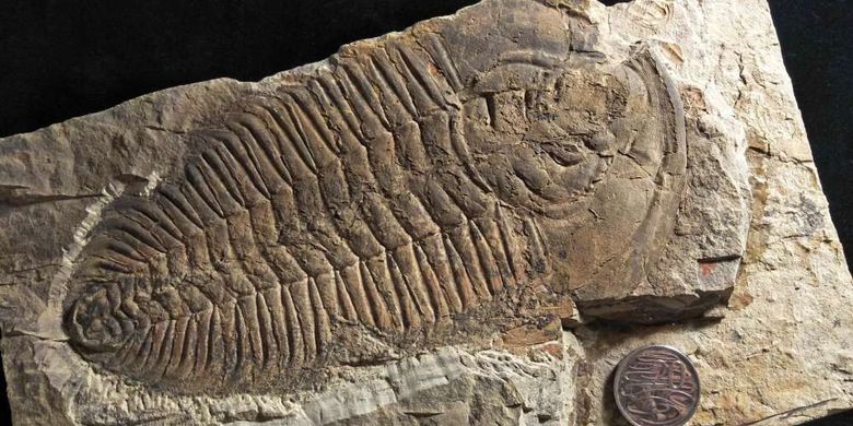 Fosil raja trilobita ditemukan di Australia.