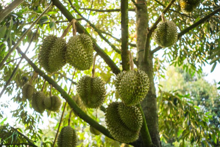 Ilustrasi tanaman durian yang siap panen