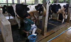 ANTAM Fasilitasi Pelatihan Pengembangan Kapasitas Peternak Sapi Perah di Cimahi