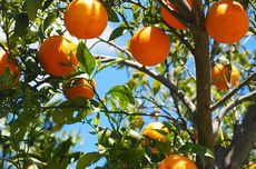 4 Varietas Jeruk Mandarin dan Karakteristik yang Dimiliki