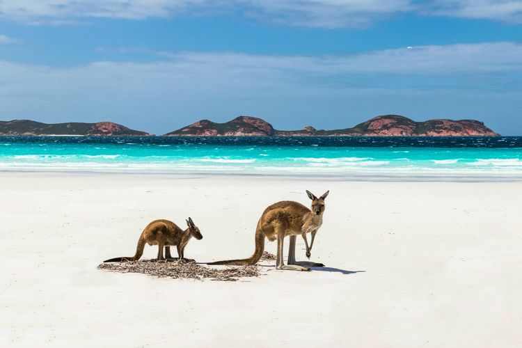 Pantay Lucky Bay, Australia.