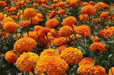 Mengenal Bunga Marigold, dari Sejarah hingga Cahaya yang Dibutuhkan