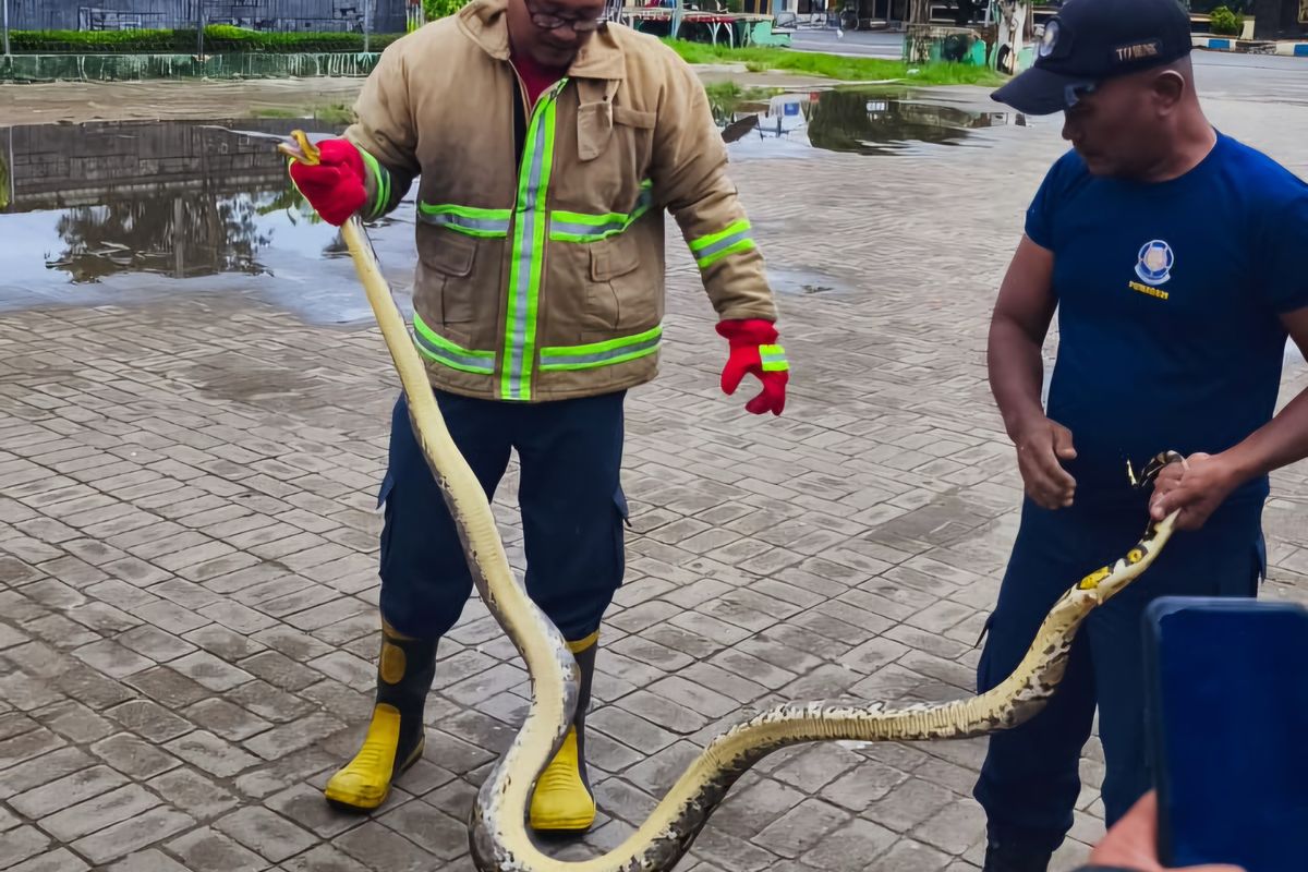 Petugas menunjukkan ular piton yang meneror pasar rakyat di Sumenep. 