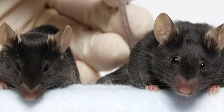 Tikus berukuran normal (kiri) dan tikus super yang memilki massa otot dan tulang lebih besar (kanan).
