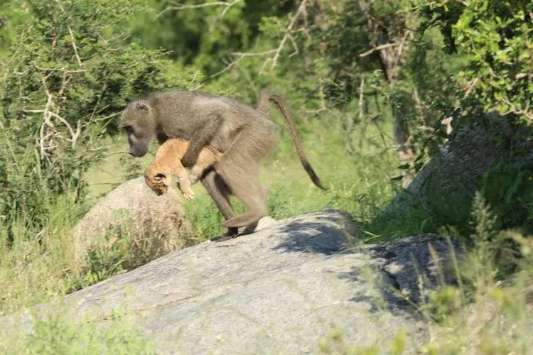 Babun jantan membawa bayi singa di Taman Nasional Kruger, Afrika Selatan awal bulan ini.