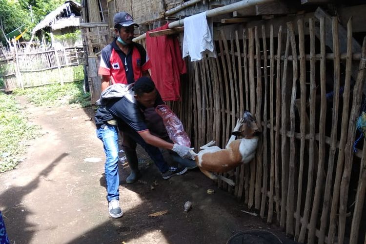 Petugas Dinas Peternakan dan Kesehatan Hewan Kabupaten Dompu sedang melakukan vaksinasi pada anjing peliharaan warga.