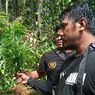 Penanam 10 Hektar Ladang Ganja Cianjur Jadi Tersangka, Polisi Buru Pemasok Bibit