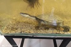 Kura-kura Leher Ular Rote Repatriasi dari Singapura Hasilkan 53 Telur