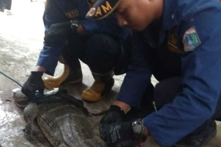 biawak ditemukanya di atap rumah warga di kawasan Pasar Minggu, Jakarta Selatan, Jumat (17/1/2020)