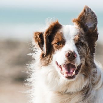 Ilustrasi anjing border collie