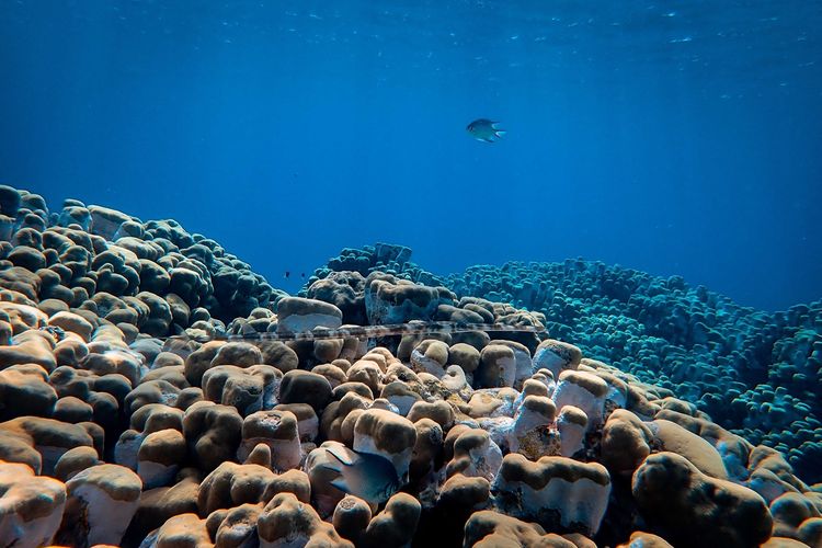 Laut Terdalam di Dunia 