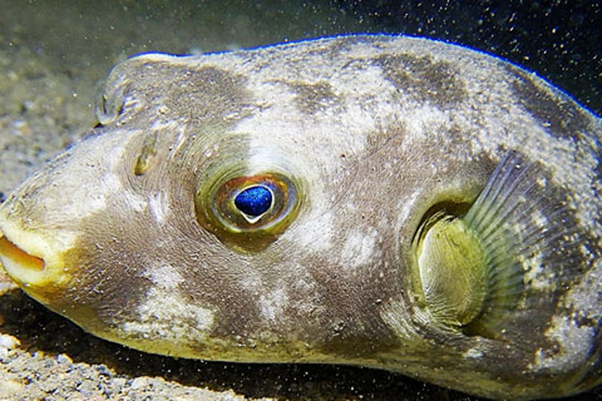 Pufferfish atau ikan buntal di Tasitolu, Dili, Timor Leste.