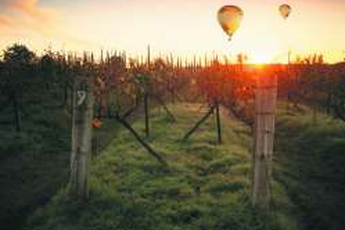 Perkebunan anggur di Hunter Valley, New South Wales, Australia