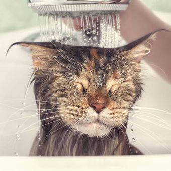 ilustrasi kucing mandi | alasan kucing tidak suka air