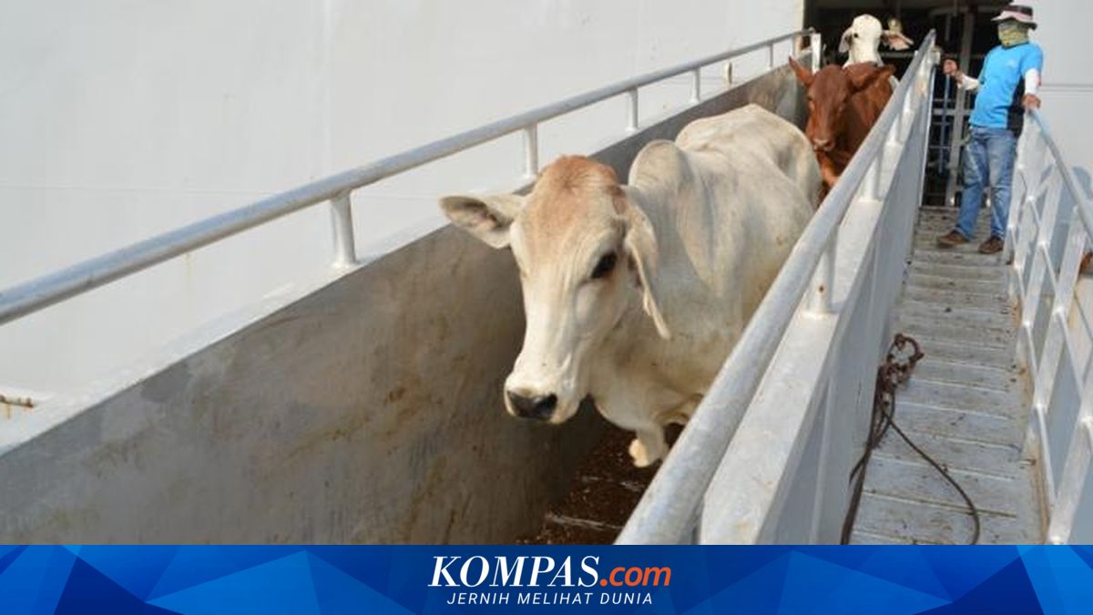 Pemerintah Buka Kembali Keran Impor Sapi Asal Australia