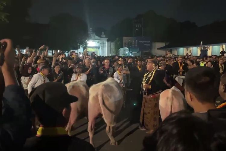 Kirab 1 Suro Keraton Solo Tuntas Digelar, 14 Pusaka dan 3 Kebo Bule Diarak Keliling Kota