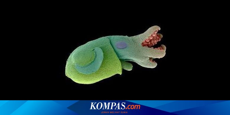 Cumi Cumi Bereaksi Terhadap Suara Cumi Cumi Bereaksi Terhadap Suara