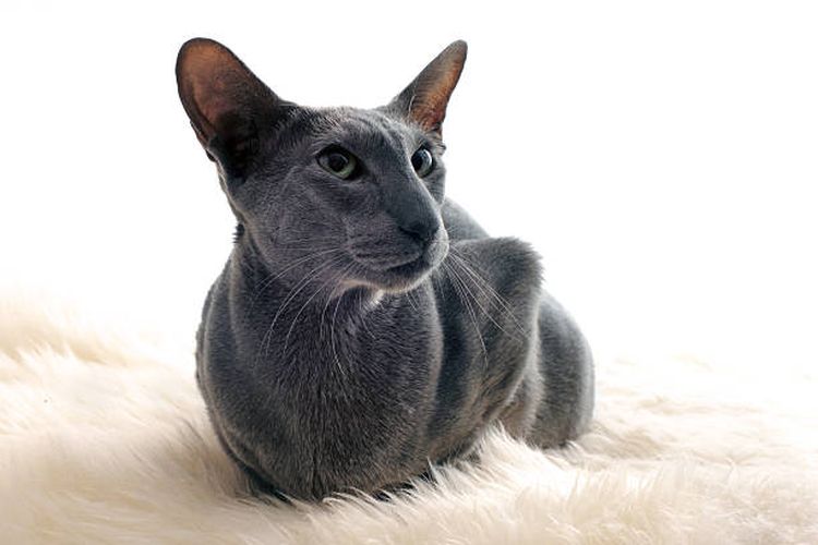 Ilustrasi kucing oriental shorthair.
