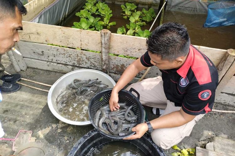 Narapidana di Lembaga Permasyarakatan (Lapas) kelas III Dabo Singkep berhasil panen puluhan kilo ikan lele siap konsumsi dari kolam terpal yang berada diantara kebun sayur di balik tembok tinggi di Lapas Dabo Singkep, Lingga, Kepulauan Riau (Kepri).