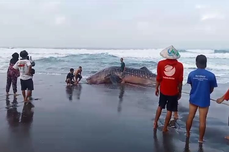 Ikan hiu tutul kembali mati di Pantai Selatan Purworejo. Dalam sebulan, setidaknya 4 ekor ikan hiu tutul mati di perairan Purworejo    Kali ini, ikan hiu sepanjang 7 meter ditemukan nelayan di bibir Pantai Ketawang Kecamatan Grabag, Kabupaten Purworejo, Provinsi Jawa Tengah. 