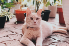 3 Tips Menjalankan Bisnis Penitipan Kucing ala Owner Cat Villa Bintaro