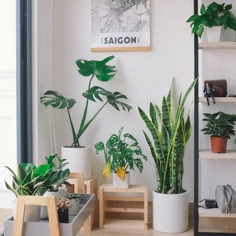 Ada beberapa tanaman dalam ruangan yang baik untuk kesehatan, baik fisik maupun mental.

Menaruh tanaman dalam ruangan seperti golden pothos, English ivy, dan lidah mertua di sudut rumah dapat membantu menjernihkan udara, yang pada akhirnya dapat meningkatkan kesehatan kita secara keseluruhan.