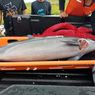 13 Ekor Lumba-lumba Terdampar di Perairan Klungkung Bali, Satu Ditemukan Mati