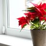 4 Fakta Tentang Poinsettia, Tanaman Dekorasi Khas Natal