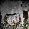 Bayi Gajah Sumatera Lahir dengan Sehat di Bengkalis
