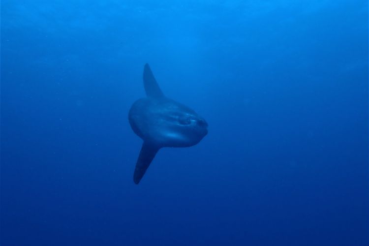 Ilustrasi ikan matahari (sunfish) atau mola-mola.