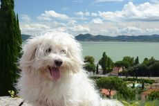 Kenali, Ini 5 Ras Anjing Asal Italia yang Dapat Dipelihara