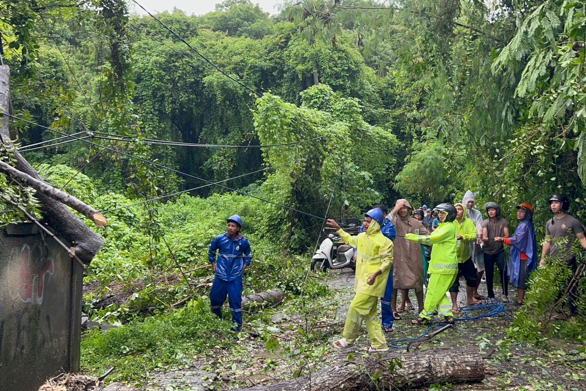 Hujan Deras dan Angin Kencang di Nusa Penida, Pohon Tumbang Tutup Akses  Jalan