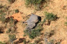 275 Gajah Mati Misterius di Botswana, Bukan karena Perburuan
