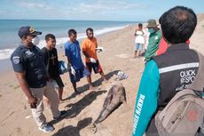 Bangkai Lumba-lumba Pemintal yang Terdampar di Kupang Dikubur, Petugas Ambil Sampel untuk Diteliti