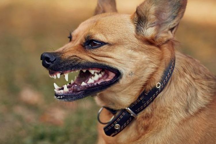 Ilustrasi anjing terkena virus rabies yang ditandai dengan perilaku berubah menjadi sangat agresif.