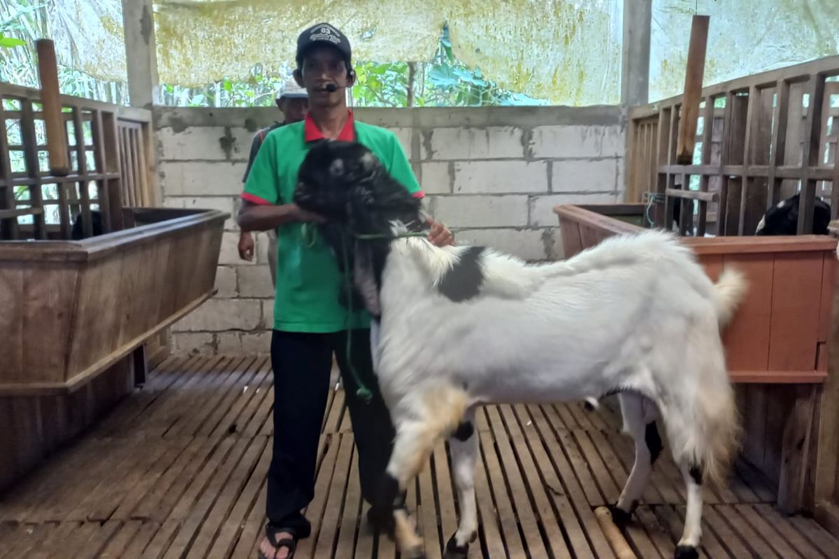 Salah satu peternak kambing ras Kaligesing yang sukses adalah Jemino (50). Ia adalah satu dari puluhan warga Desa Gunung Wangi, Kaligesing, Purworejo, Jawa Barat yang membudidayakan kambing ras Kaligesing.