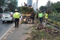 Korban Pohon Tumbang di Jakarta Kini Dapat Ajukan Ganti Rugi