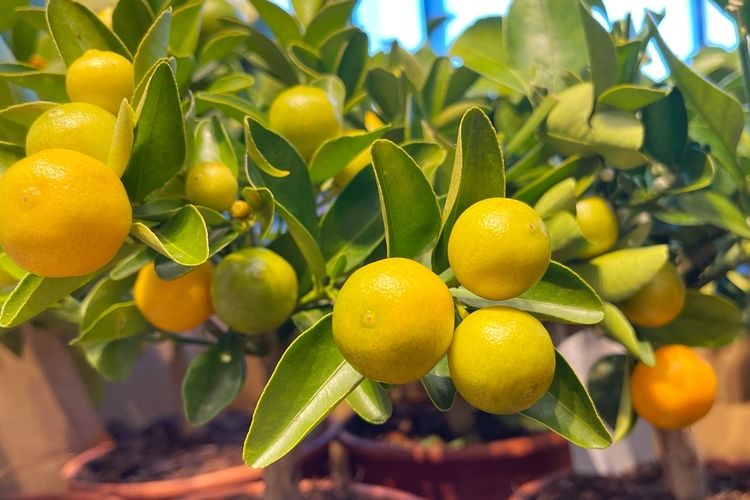 Ilustrasi pohon jeruk.