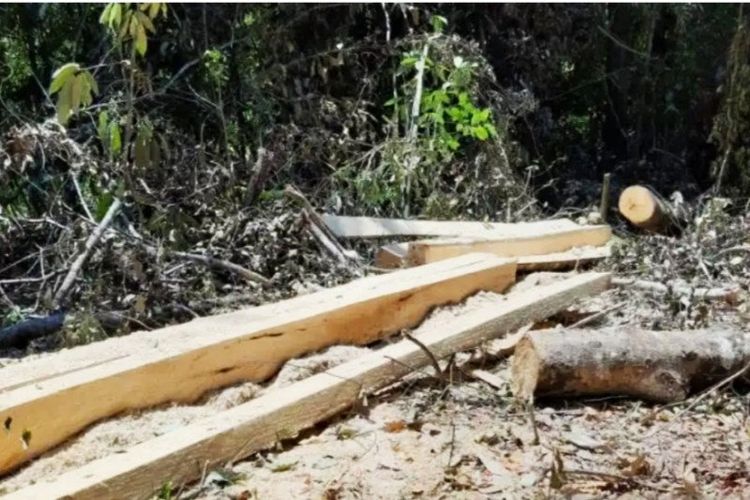 Barang bukti dari kasus illegal logging di Kawasan Hutan Konservasi Suaka Margasatwa (SM) Komara, Kabupaten Takalar, Sulawesi Selatan.