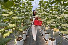 Panduan Lengkap Main ke Kebun Buah Melon Cisauk