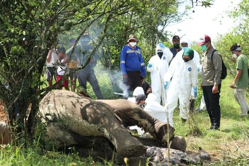 2 Gajah Sumatera Mati di Langkat, Ditemukan Tanpa Caling dan Ada Luka Tusuk, Diduga Diserang Gajah Ekor Buntung