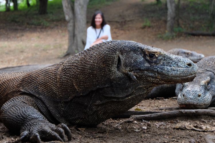 Wisatawan berpose di belakang komodo, di TN Komodo, Pulau Rinca, NTT.