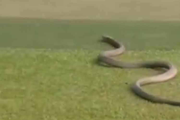 Ular King Kobra Muncul di Lapangan Golf Tangerang, Pengunjung Panik