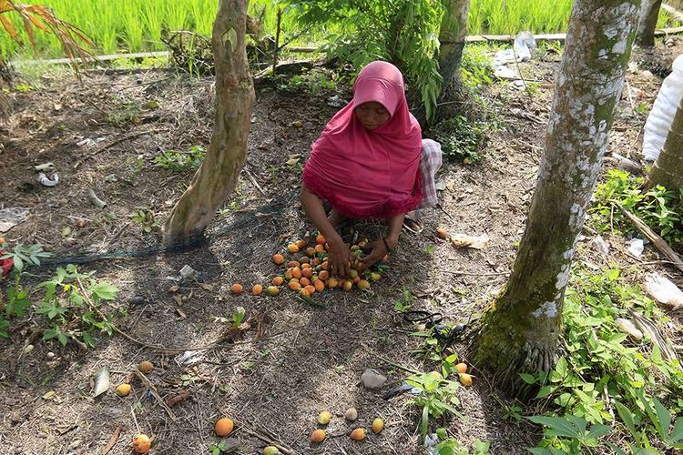 Siti Hajar (35) sedang mengumpulkan pinang yang telah dia petik dari pohon milik warga lain di Desa Paloh Mampree, Kecamatan Peusangan Siblah Krueng, Kabupaten Bireun, Jumat (31/1/2020). Demi membiayai keluarga, Siti memanjat puluhan pohon pinang dengan rata-rata ketinggian 5-10 meter tiap harinya, dengan upah yang diterima sebagai pemanjat pinang Rp 2000 per batang.