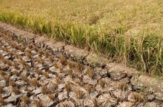 Terobosan Irigasi Pertanian: Antisipasi Dampak El Nino Terulang
