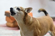 Tak Hanya Menggunakan Suara, Berikut 5 Cara Anjing Berkomunikasi Satu Sama Lain