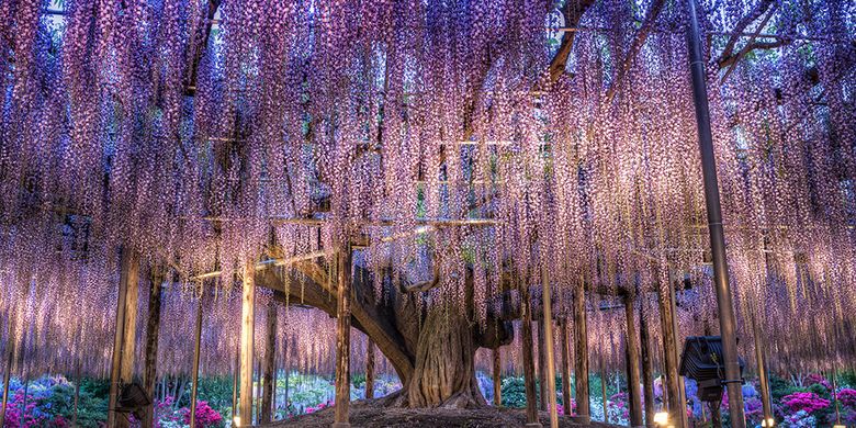 Wisteria Tunnel, Jepang.