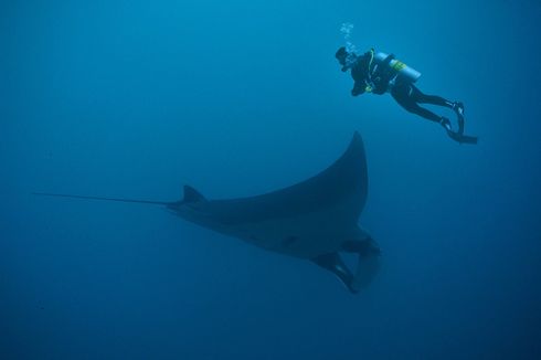 5 Ikan Paling Pintar, Pari Manta hingga Ikan Mas Koki 