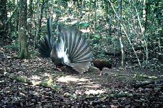 Duar! Ledakan di Tengah Malam dan Perjuangan Warga Manado Selamatkan Lansia Panti Werdha dari Kobaran Api